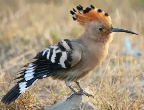 The Hoopoe, The Bird Fletchinder Reminds Me Of (it Helps That I Named My Fletchling, Tereus, After A Mythical Greek King Who Gets Turned Into A Hoopoe).