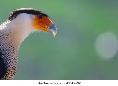 Kara Kara (cubone): Giải Mã Sức Mạnh Và Câu Chuyện Pokemon Đội Xương