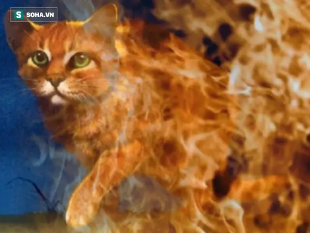 Mèo Lửa Là Gì? Toàn Tập Về Litten, Torracat & Incineroar