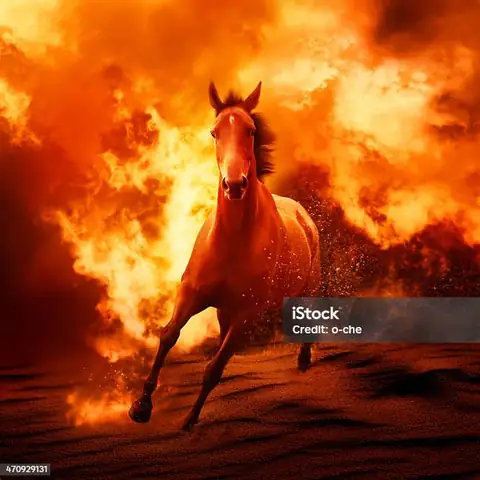 Rapidash: Ngựa Lửa Tốc Độ, Sức Mạnh Và Cách Sử Dụng Trong Pokemon