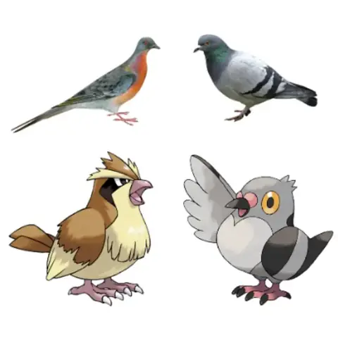 Pigeon Pokemon: Phân Tích Chi Tiết Các Loài Chim Bồ Câu