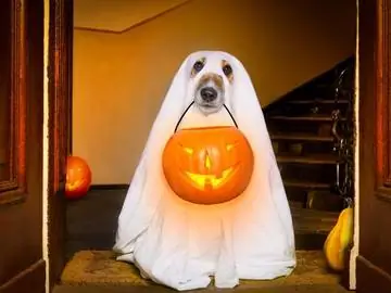 Spoopy Slang Definition Dog With Ghost Costume Photo