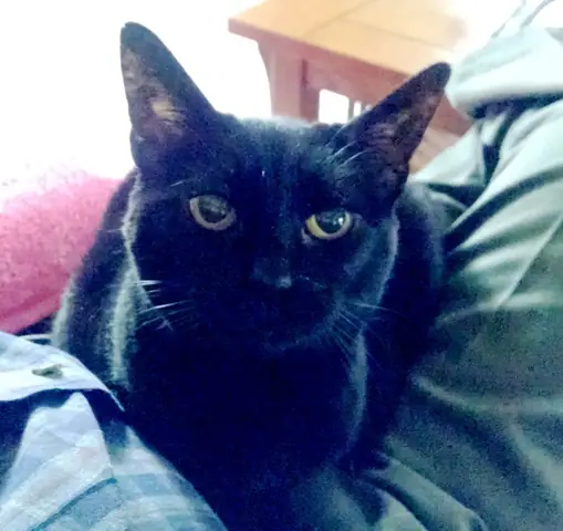 The Story Of Vibrava (now Cb)