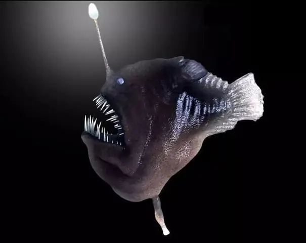 Lanturn Là Gì? Phân Tích Chuyên Sâu Về Pokemon Cá Đèn Lồng