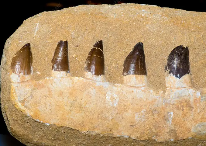 Jaw Fossil Là Gì? Hướng Dẫn Hồi Sinh Tyrunt Cổ Đại