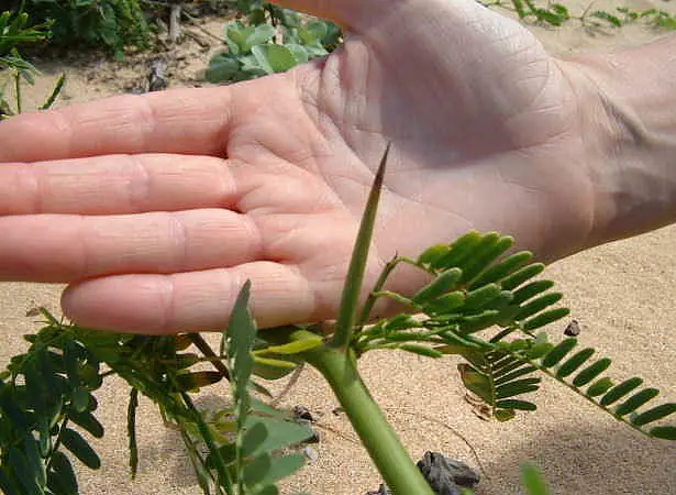 Long-thorn Kiawe (prosopis Juliflora)