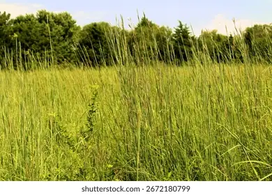 Lush Prairie Là Gì? Hướng Dẫn Chinh Phục Dungeon Pmd Đầy Đủ