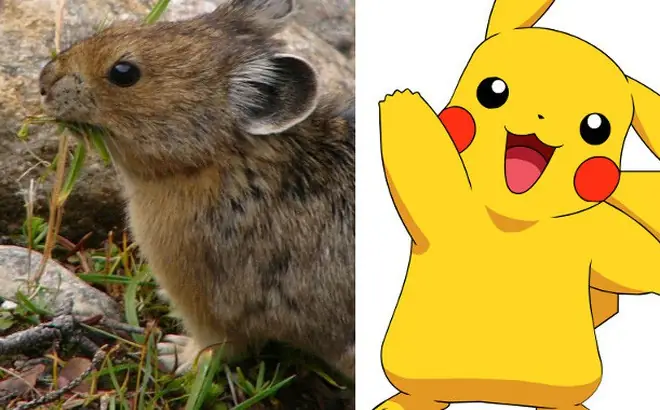 Pikachu Là Con Gì? Khám Phá Bản Chất Chuột Điện Iconic