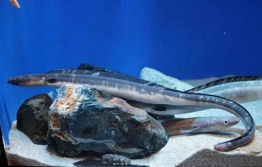 Rắn Aba (arbok): Giải Mã Sức Mạnh, Chiến Thuật Và Vai Trò Đặc Biệt