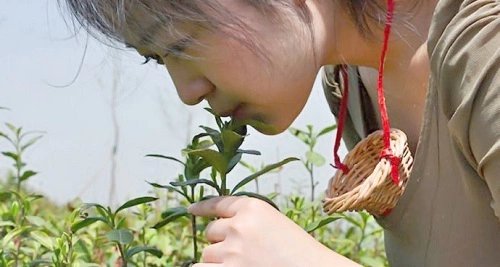 Chè mạn thường được ướp với loại hoa nào?