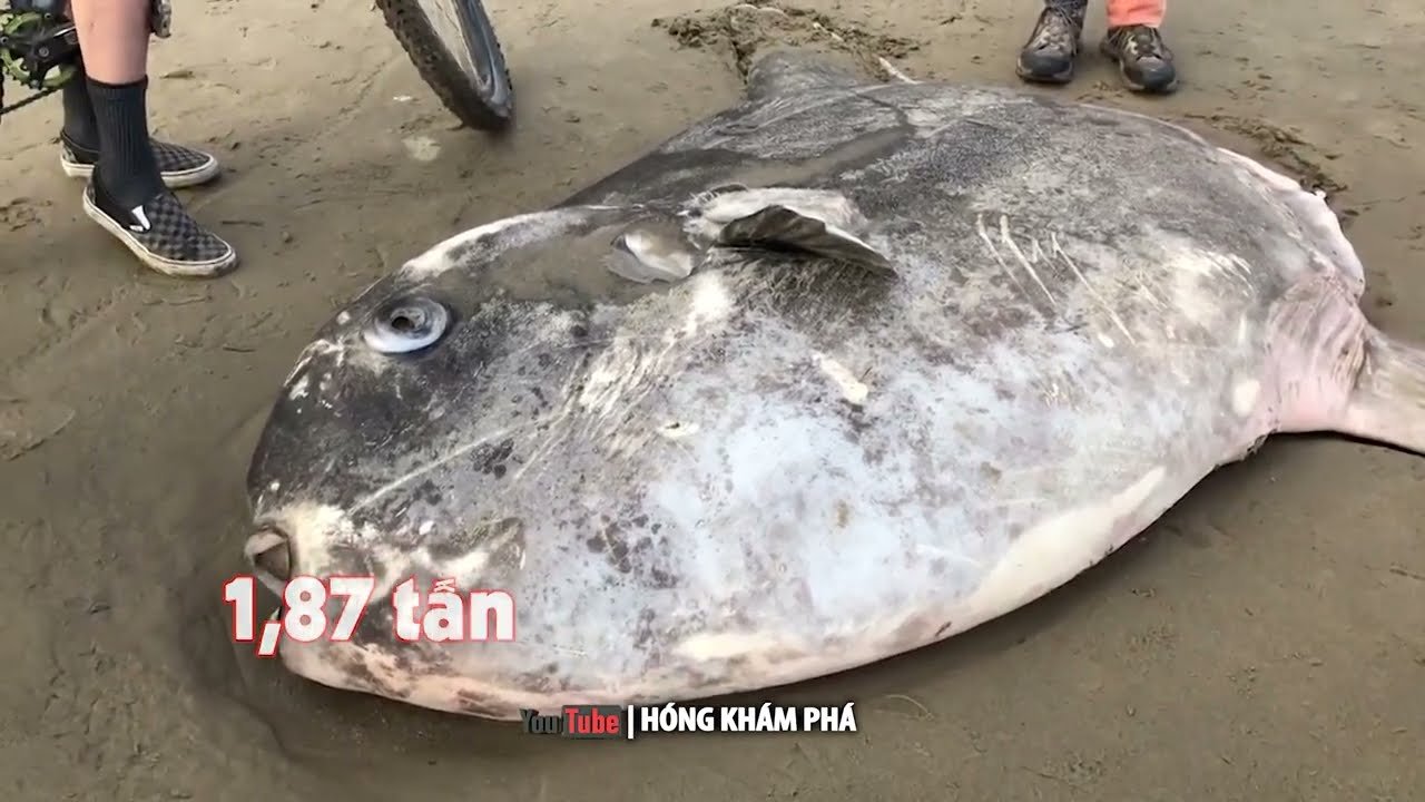 Đại dương lớn nhất thế giới là gì?