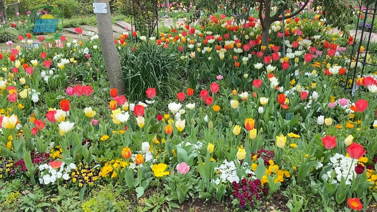 Hoa tulip còn có tên gọi khác là gì?