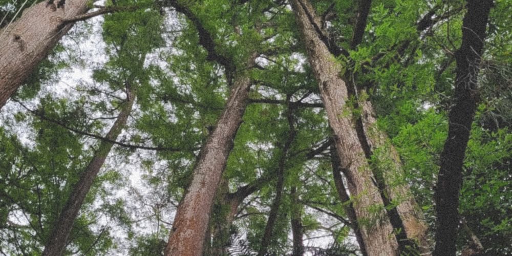 Loài cây nào cao nhất thế giới tính đến hiện nay?